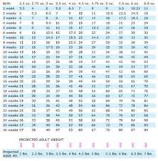 66 Unmistakable Mini Aussie Weight Chart