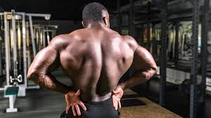 the anatomy of your back muscles