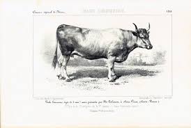 1858 Limousin Cattle France Cow Antique Cow Breeds Print Bazadaise Cow Cattle Farming Cow Bull Breeds Identification Chart Farm Decor