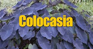 Before winterizing your elephant ear plants, put on the gloves. Elephant Ear Plant How To Care For Colocasia Esculenta
