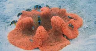gorgeous red carpet anemone hosting
