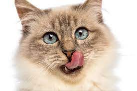 your cat licking his lips