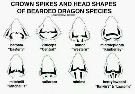 Crown Spikes And Head Shapes Of Bearded Dragon Species
