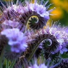 546 Best Purple Flowers Plants Images Planting Flowers