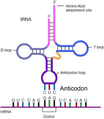 Molecular Biology Orientations Of Codon And Anticodon