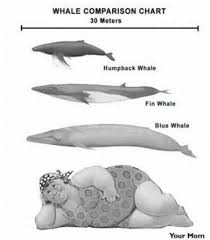 Whale Comparison Chart Picture