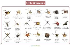 orb weaver spider or araneidae facts
