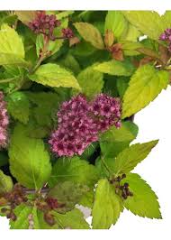 spiraea j magic carpet 1 gal the