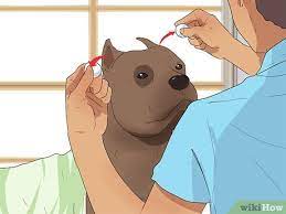 how to bathe your pitbull 15 steps