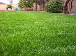 Growing Bermuda Grass And Rye Grass In