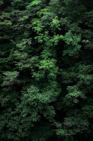 green forest images free on