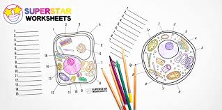 Maybe you would like to learn more about one of these? Plant Cell Worksheets Superstar Worksheets