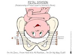 Fetal Station Nursing Nursing Mnemonics Child Nursing