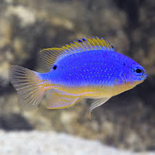 Saltwater Aquarium Fish For Marine Aquariums Fiji Blue