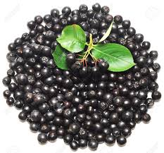 Black Chokeberry. Aronia Melanocarpa Stock Photo, Picture And Royalty Free  Image. Image 10458770.