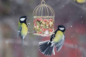 feeding wild birds in winter
