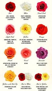 Selecting Roses Kansas City Rose Society
