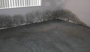 Prevent Carpet Mold From Water Damage