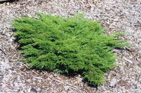 juniperus sabina monna calgary