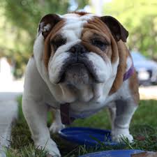 bulldog mascot at indiana university is
