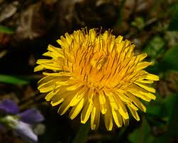 To make your flower crown last as long as possible: Taraxacum Wikipedia