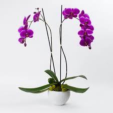 a gift from the tropics live orchid