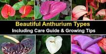 How can you tell anthuriums?