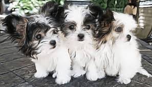 Find free puppies near me, adopt a puppy, buy puppies direct from kennel breeders and puppy owners in ireland. Rare Gem Mi Kis Miki Com Mi Ki Puppies For Sale