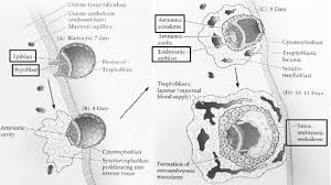 Pada manusia, embrio adalah individu manusia yang berkembang dari saat implantasi hingga akhir minggu ke delapan setelah pembuahan. Pengertian Embrio Perkembangan Proses Dan Pertumbuhan