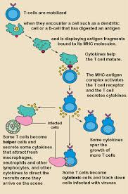 T Cells Production Of T Cells Types Of T Cells