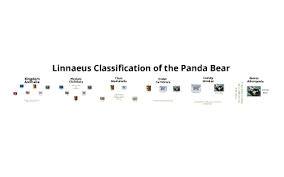 Panda Bear Classification By Bella Ng On Prezi