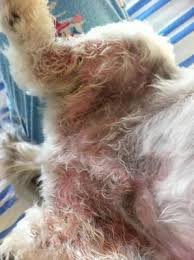 dog skin rash on groin paws back legs