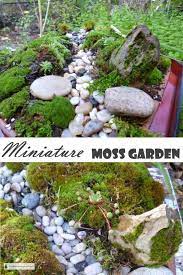Miniature Moss Garden A Tiny Dry