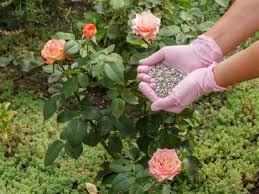 Rose Fertilizer Learn How To Choose