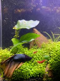 How to make shrimp for cats? Do Bettas Eat Shrimp Mine Have Been Disappearing No Body Or Anything Hmmm Shrimptank