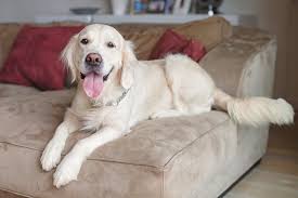 top 50 best couches for dogs and their
