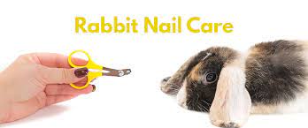how to trim your rabbit s nails help