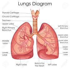 Lungs Lungs Diagram Lung Anatomy Respiratory System
