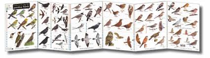 10 British Birds Wildlife Poster British Birds