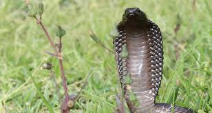 Snake Identification Cape Cobra Mole Snake Boomslang