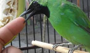 Burung cucak ijo cukup populer di indonesia sendiri yang ikut meramaikan dunia para kicau mania, karena suara khas yang dimiliki oleh burung menjadikan daya tarik tersendiri, yang memiliki suara kicauan yang ngerol yang menjadikan suara khasnya di cintai oleh para kicau mania. Cara Mudah Mencari Setingan Cucak Ijo Yang Pas Pamankicau