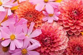 pink flower wallpaper images free