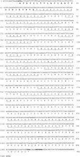 nucleotide sequence of der f 18 cdna