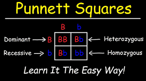 The punett square, named after reginald c. Punnett Squares Basic Introduction Youtube