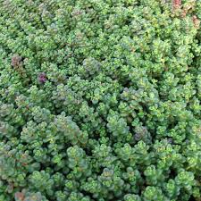 10 sedum stonecrop varieties to plant