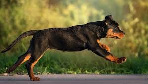 Unfortunately, rottweilers, like pit bulls, have an unfair reputation that precedes them. Rottweiler Puppies Cute Pictures And Facts Dogtime