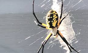 are garden spiders dangerous payne