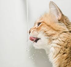 why do cats like running water all