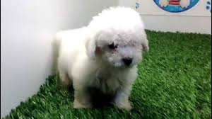 perros cachorros french poodle mini toy