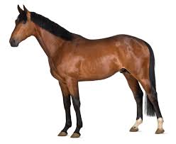 Normal Horse Vital Signs And Health Indicators The Horse